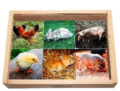 Montessori-Material zum Kennenlernen von Tierkindern und ihren Müttern.
